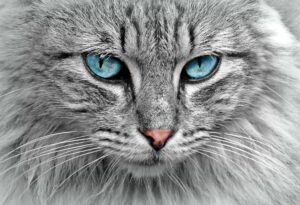 cat-1045782_1920