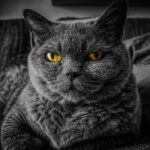 cat-2143332_1920