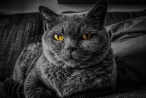 cat-2143332_1920