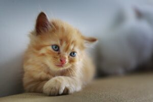 cat-3266673_1920