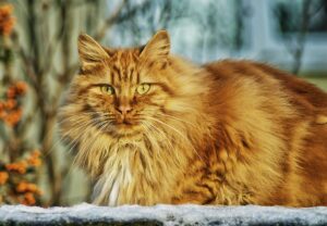 cat-67345_1920
