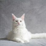maine-coon-5778153_1920