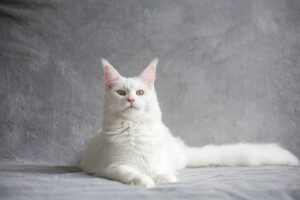 maine-coon-5778153_1920