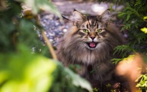 siberian-cat-6465485_1920